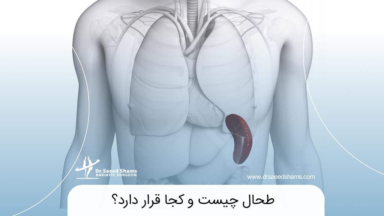 طحال چیست و کجاست؟