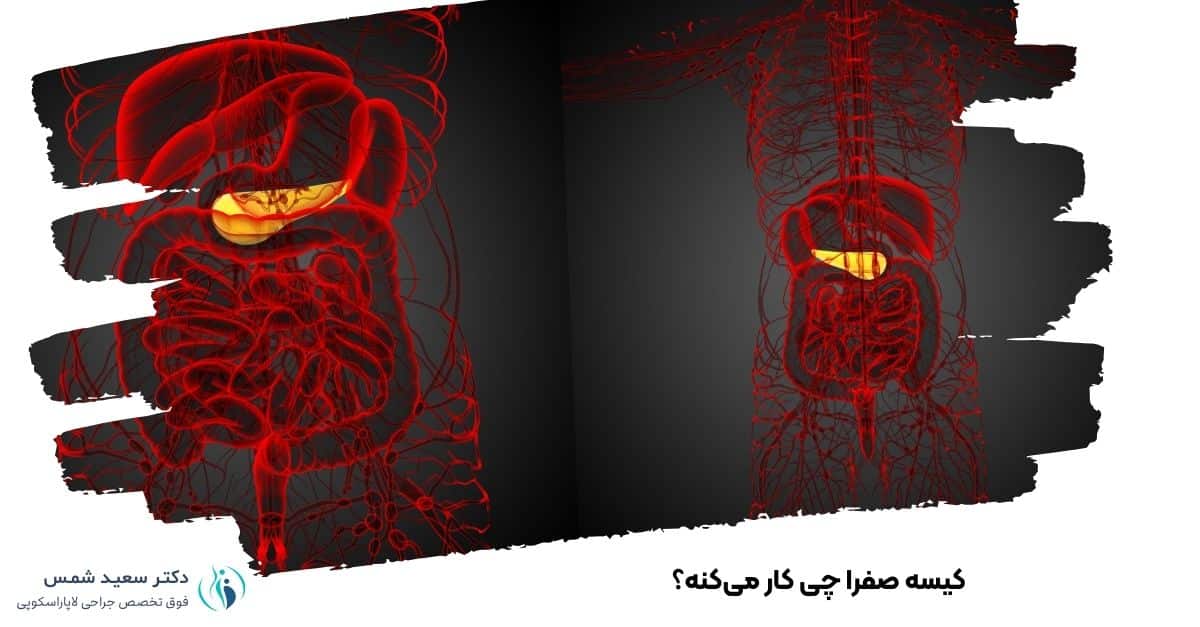 کیسه صفرا چی کار می‌کنه؟